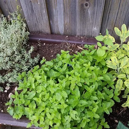 Waldgasthof - Schiederhof Pensionat